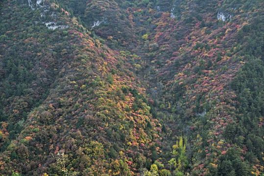 河北省石家莊市井陘縣仙臺(tái)山紅葉