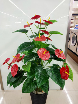 紅掌