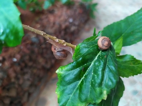 蝸牛