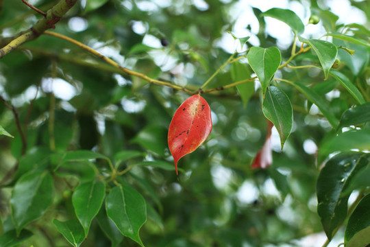 秋天紅葉