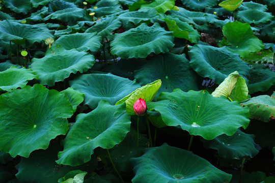 荷花池塘