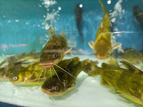 黃骨魚