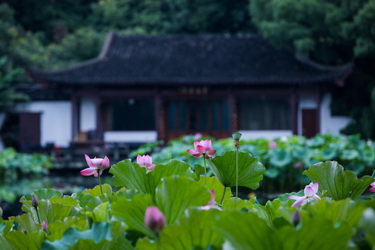 西湖荷花
