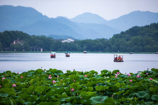 西湖荷花