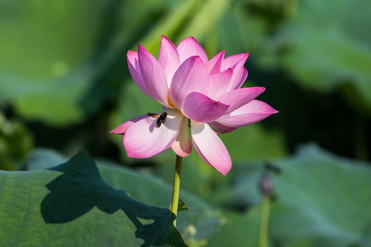 西湖荷花