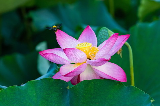 西湖荷花