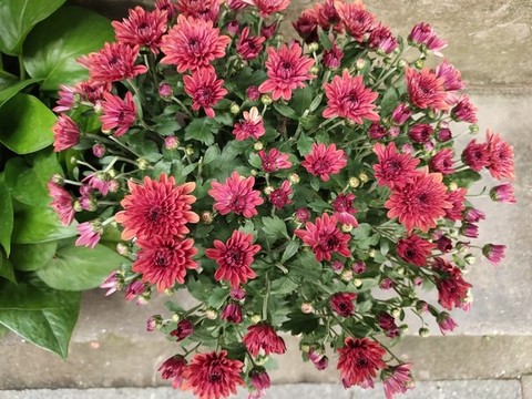 雛菊