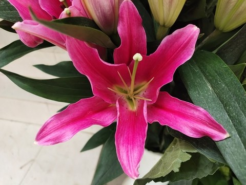 玫紅色百合花