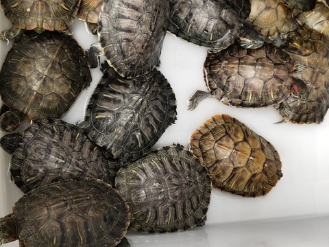 好多烏龜