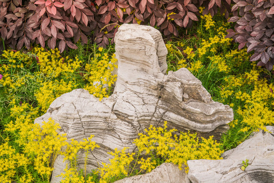 中國(guó)公園里的觀賞植物和奇石