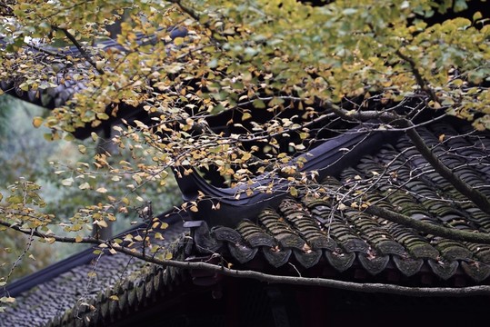 銀杏古風建筑寺廟