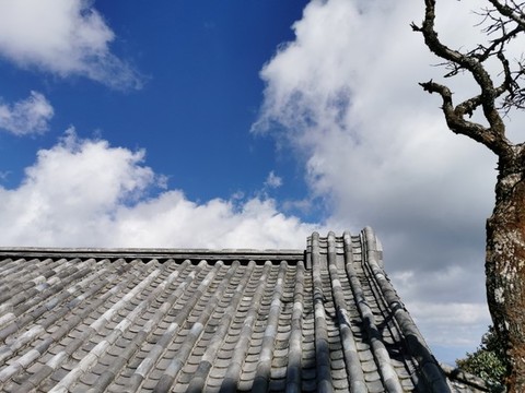 老樹枯枝云南大理建筑外觀特寫