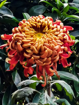 菊花素材