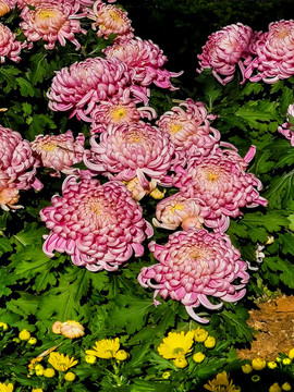 菊花展覽
