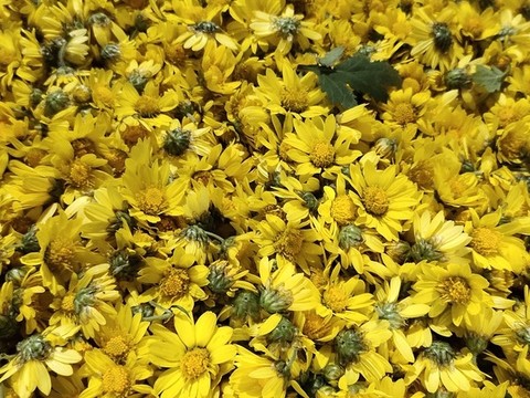 菊花特寫