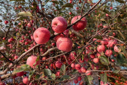 紅富士蘋(píng)果園
