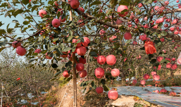紅富士蘋果園