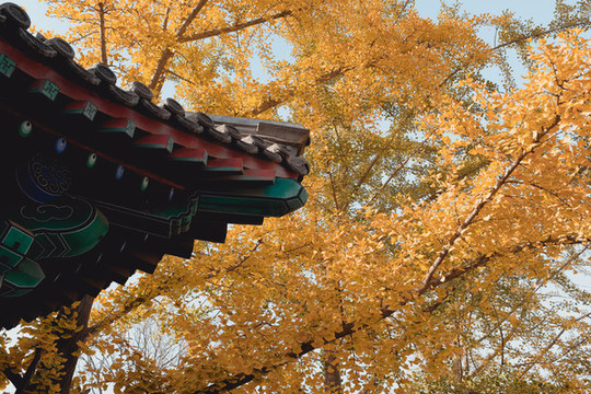 真覺(jué)寺