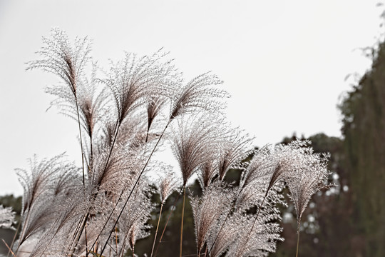 蘆花飛揚(yáng)