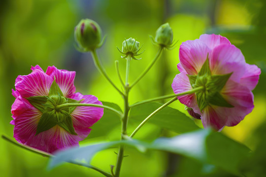 木芙蓉