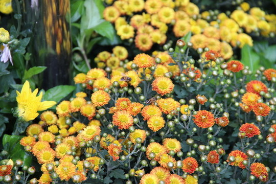 中山小欖菊展雛菊