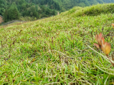 青草