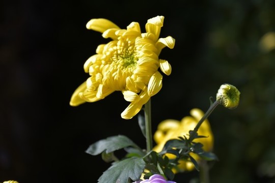 菊花