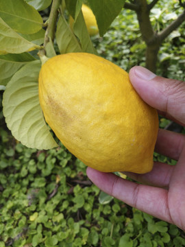 摘檸檬