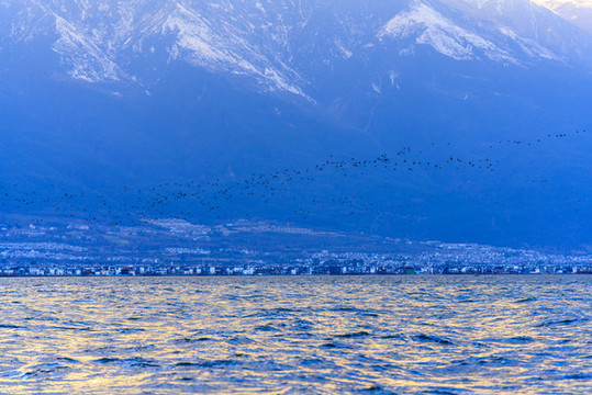 云南大理蒼山積雪洱海海鷗