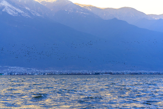 云南大理蒼山積雪洱海海鷗