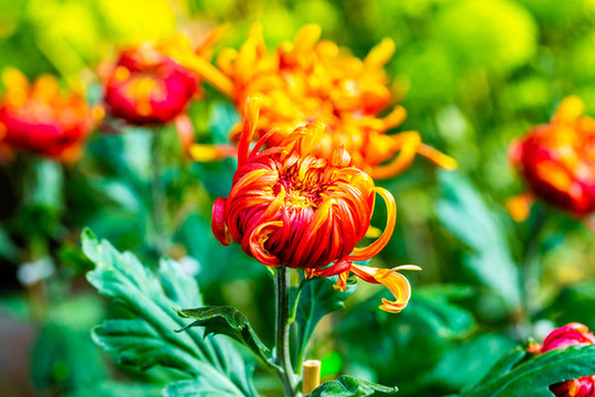 菊花