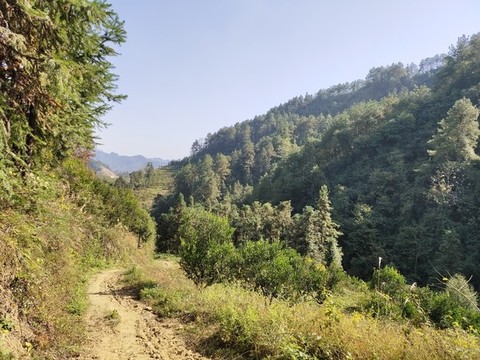 綠植與青山