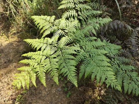 蕨類植物