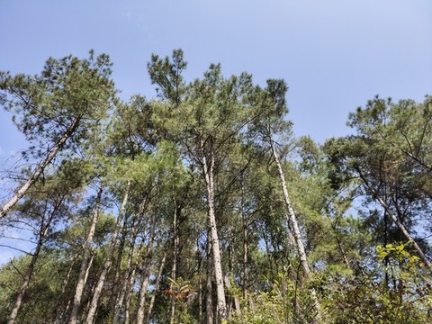 樅樹林