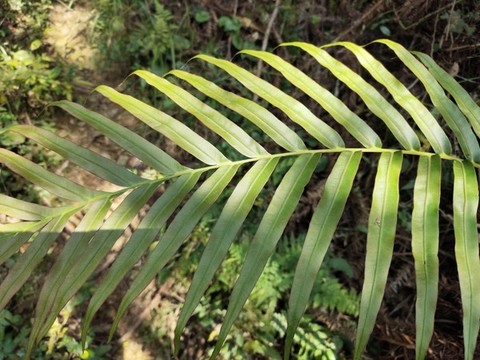 龍船蕨
