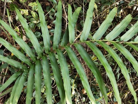 烏毛蕨特寫