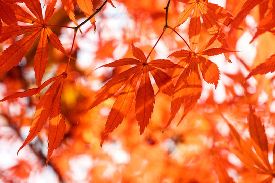 樹上的紅色楓葉
