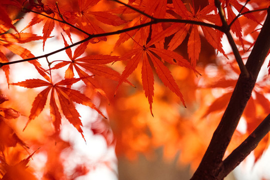 天空紅葉