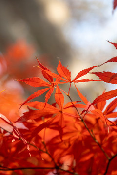 紅葉的季節(jié)