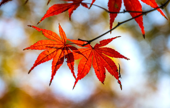 紅色楓葉