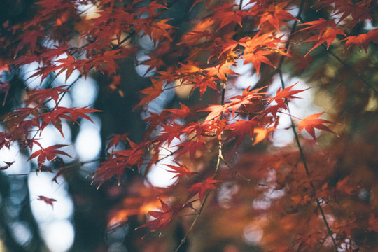 秋天紅葉