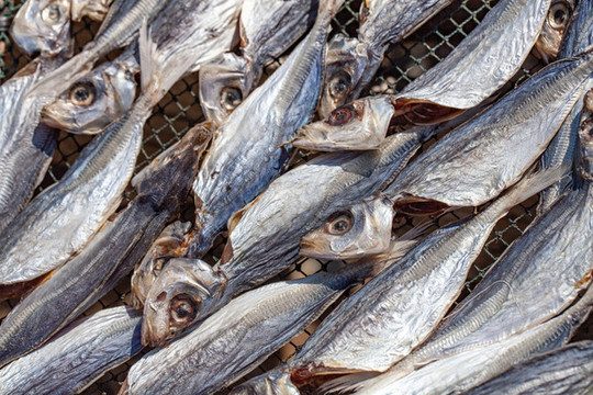 晾曬的海鮮馬鮫魚干