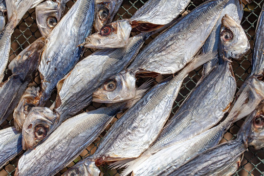 曬干的海鮮馬鮫魚干