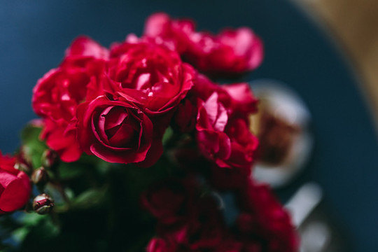 紅色薔薇