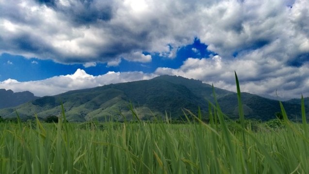 藍(lán)天白云高山稻田