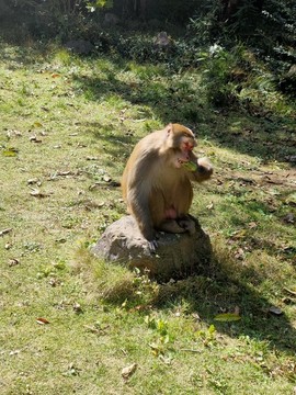 張家界森林公園的野生猴子