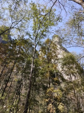 張家界國(guó)家森林公園