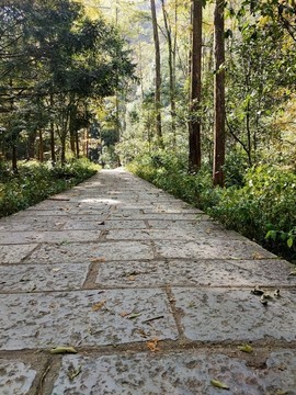 森林小路
