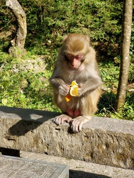 張家界國(guó)家森林公園野生獼猴