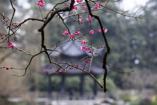 杭州花港觀魚公園探梅